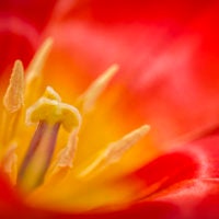 Tulip anthers