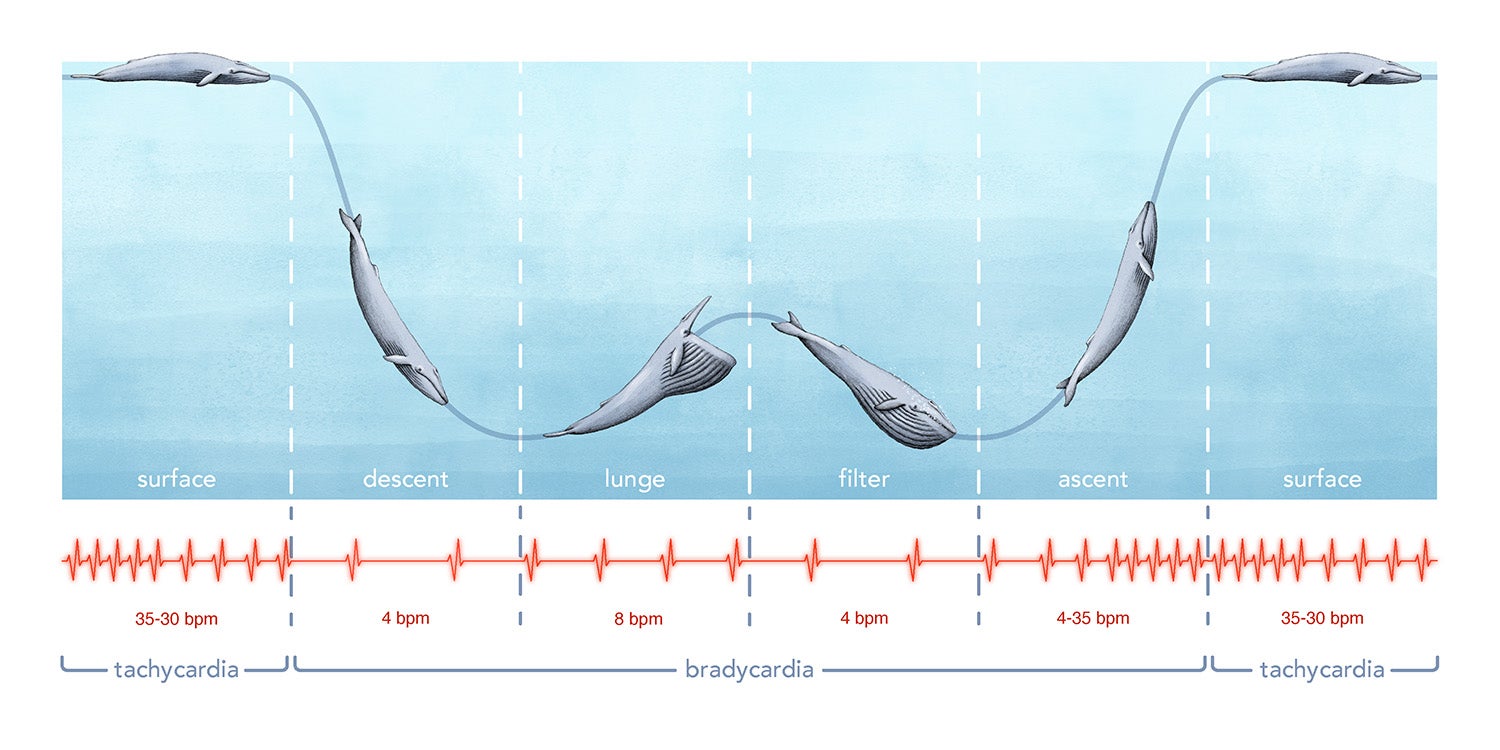 First-ever recording of a blue whale's heart rate | Stanford News