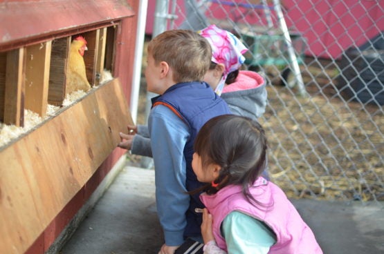 Elementary school students in Palo Alto, California, check for eggs at their school farm.