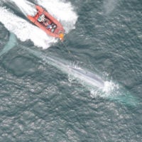 Small boat next to a blue whale with a person on the boat using a pole to apply the suction-cup tag