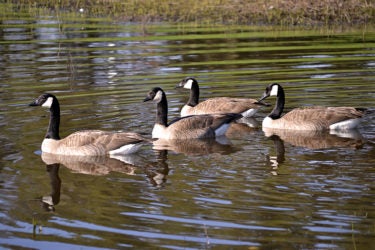Canada geese in Lake Lag