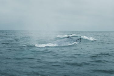 Blue whale surfacing in the ocean