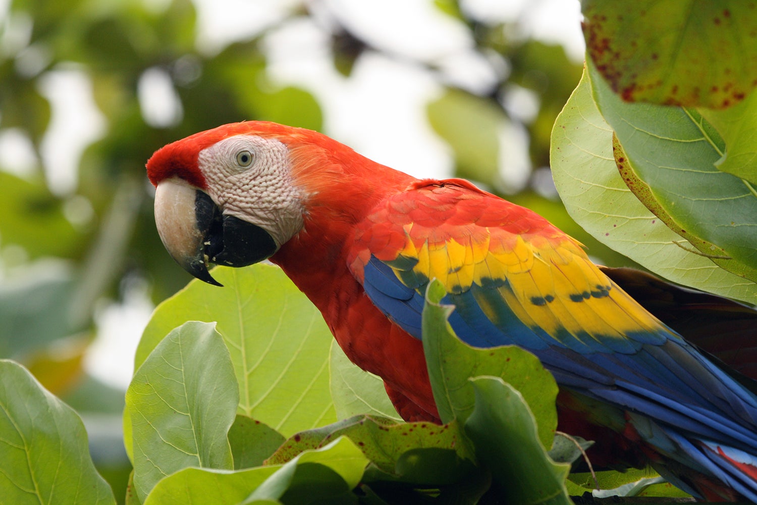 Can Parrots Safely Consume Dog Food? Explore the Risks and Benefits!