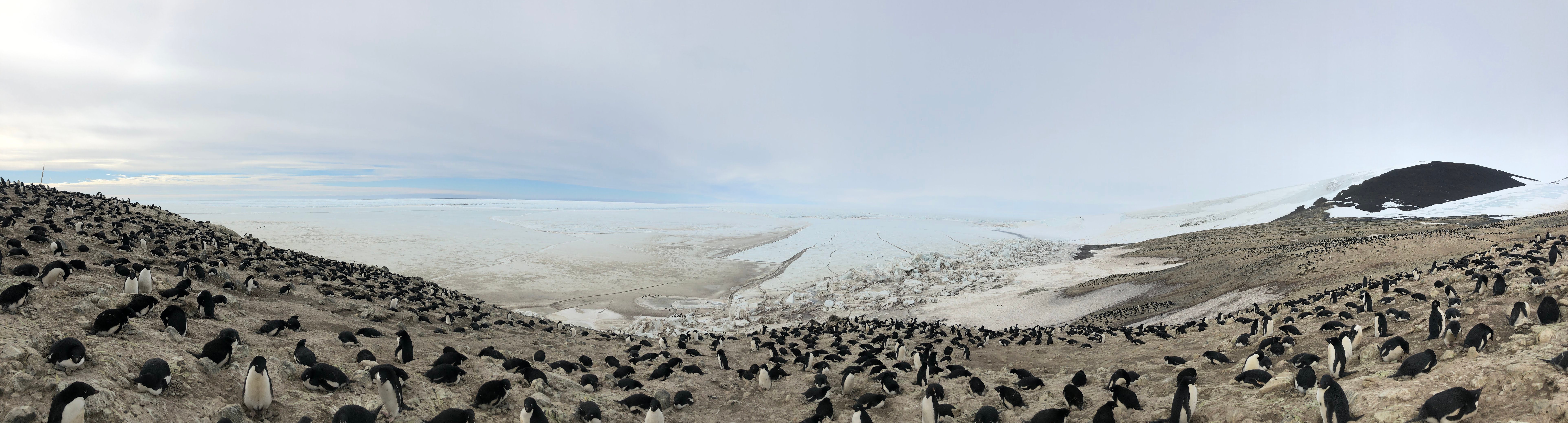 Panorama of penguin colony showing dozens of penguins on slightly hilly terrain