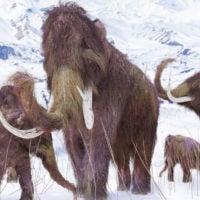 Illustration of a Woolly Mammoth grouping