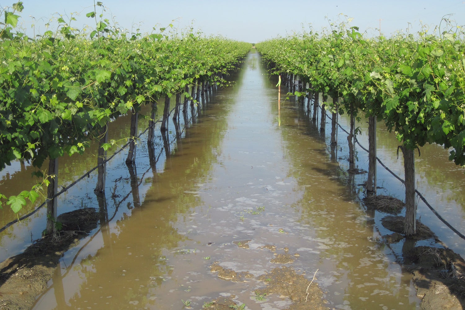 flooded vineyard