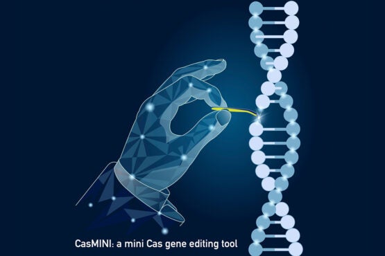 CasMINI: a mini Cas gene editing tool