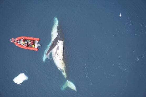 A view from above of a humpback whale turning on its side next to a boat full of researchers