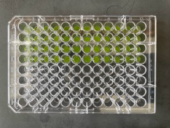Bild einer durchsichtigen Schale mit Vertiefungen.  Grüne Blattsamen sind in 96 Vertiefungen vorhanden.