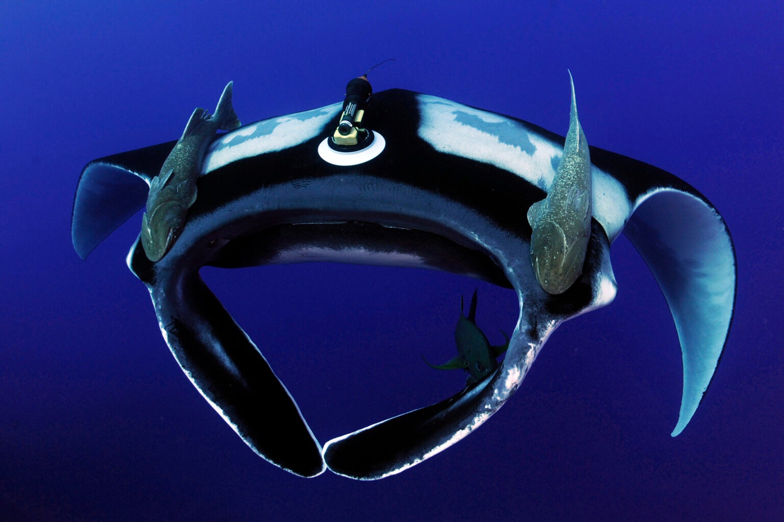 A black and white manta ray swims through dark blue water.