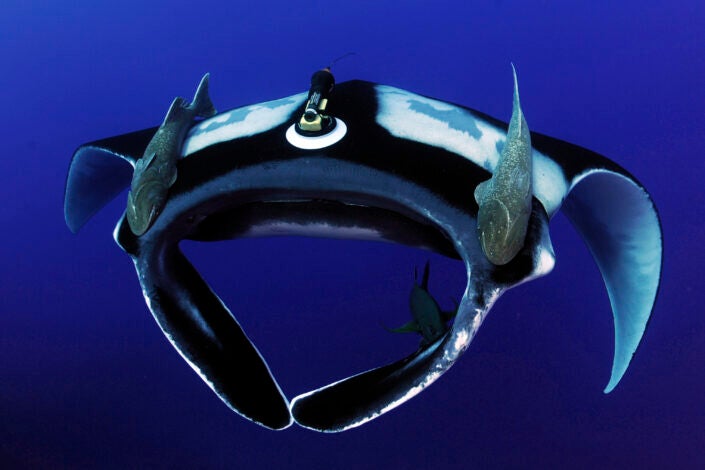 A manta ray with a tag on top of its body and three fish attached on its right side, left side and underneath)