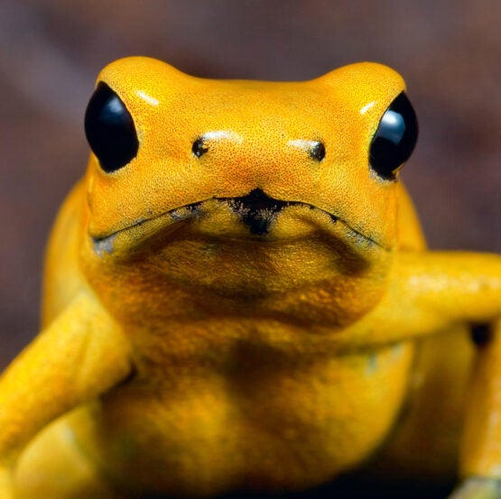 Golden poison frog in the Pacific rainforest of Colombia.