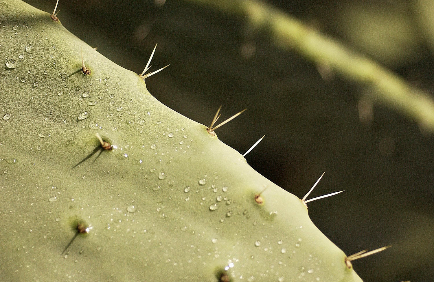 closeup of prickly pear spines