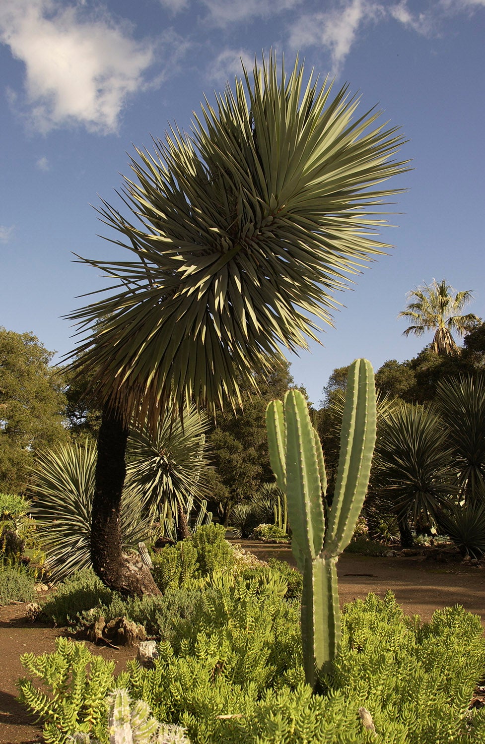 Yucca and cereus in the Arizona Garden at Stanford University