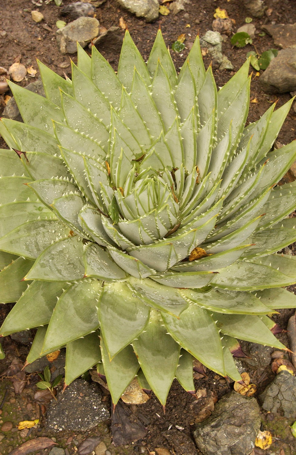 closeup of spiral aloe plant