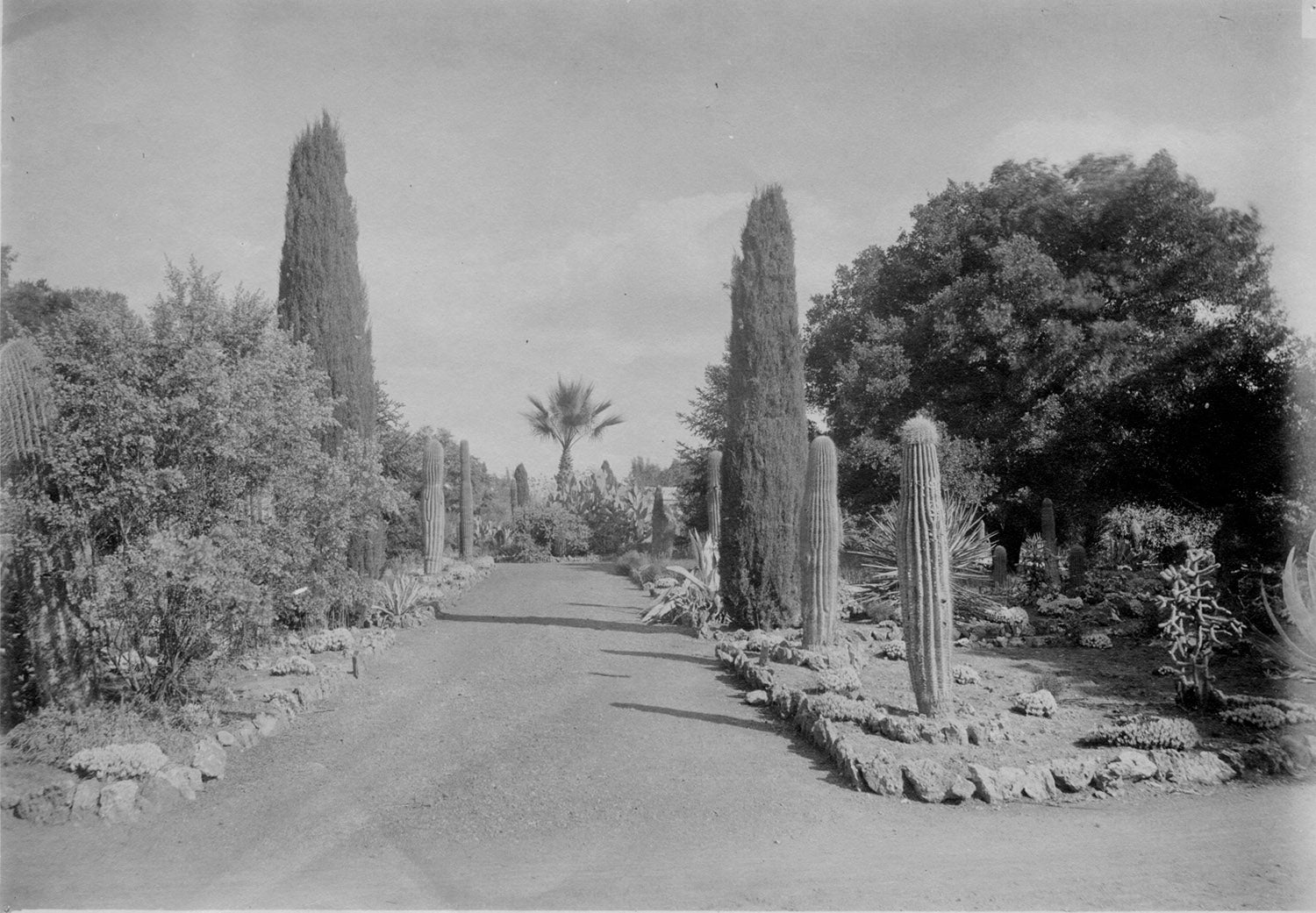 Historical photograph ca. 1900 of Arizona Garden at Stanford University
