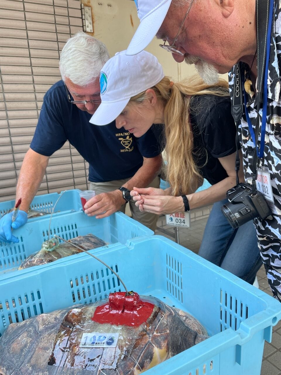 Larry Crowder, Dana Briscoe, and Marc Rice attach a tag to a turtle in the first cohort set for release in July 2023.