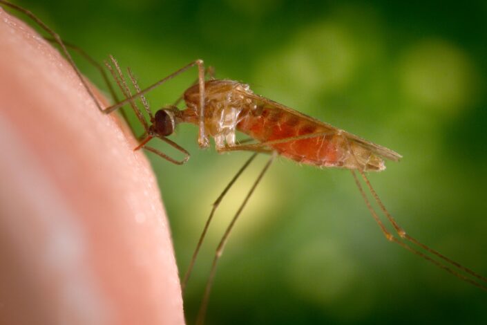 Mosquito biting a person. The abdomen of the mosquito is red due to its meal.