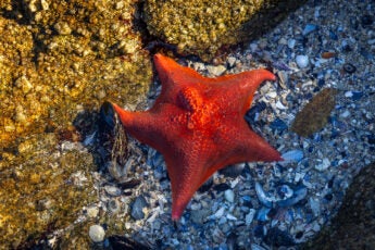 A starfish lies on the shore of Stanford’s Hopkins Marine Station, in Monterey, California, on October 4, 2023.